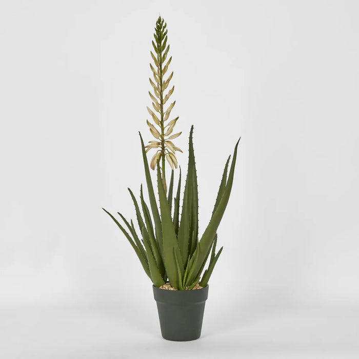 Aloe Flower Potted 76cm Green