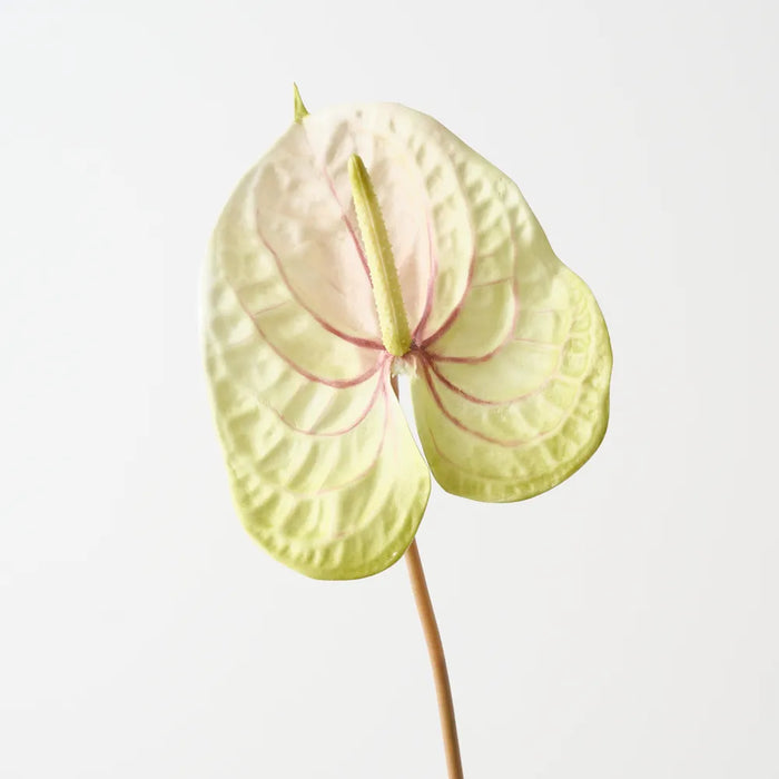 Anthurium 71cm Light Green Burgundy - Pack of 6