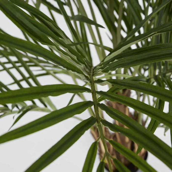 Areca Palm Tree Potted Wide 200cm