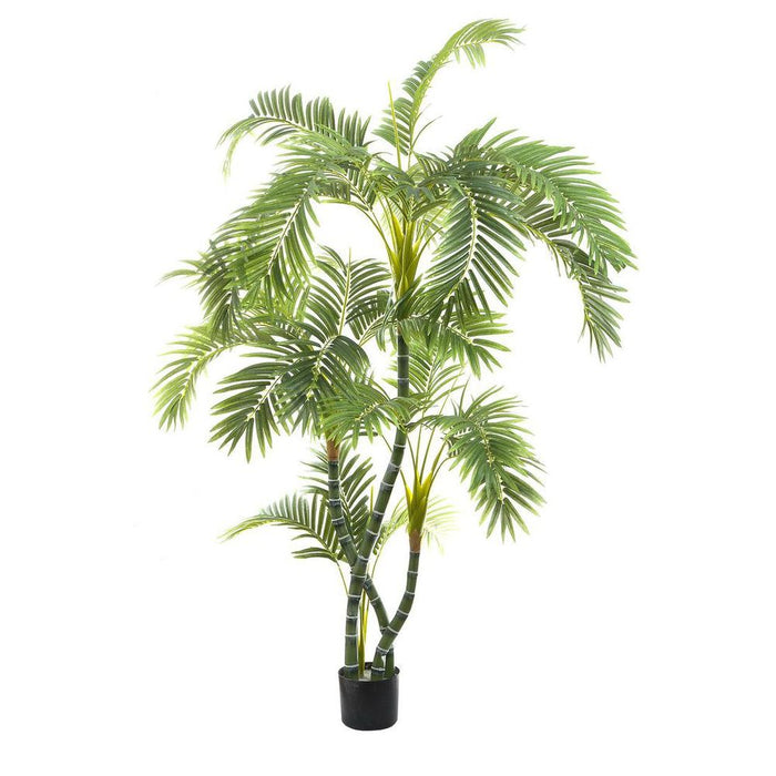 Areca Palm Tree Twisted Trunk 170cm
