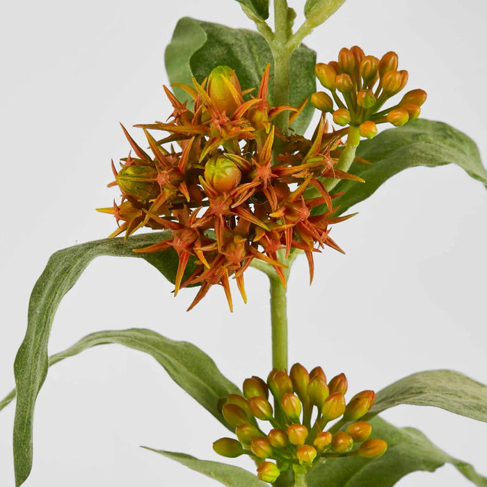 Asclepias Stem 80cm Orange Pack of 12