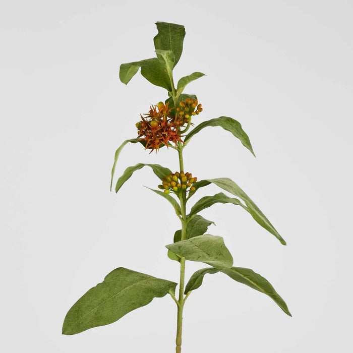 Asclepias Stem 80cm Orange Pack of 12