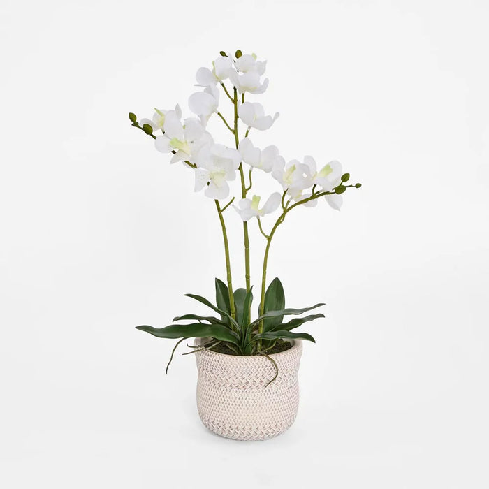 Ascocenda Orchid Plant White In Pot 55cm