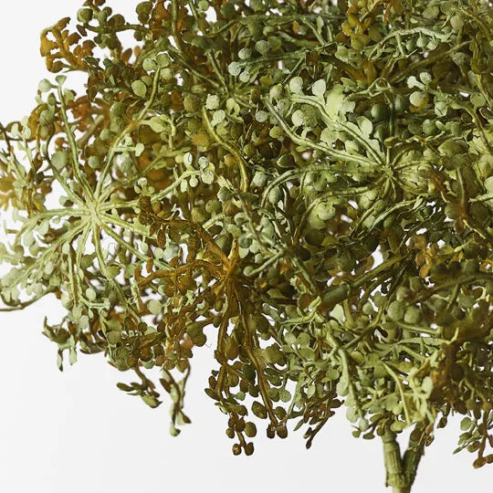 Baby Tears Bush 20cm Green Yellow Pack of 12