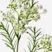 Babys Breath Spray White 70cm - Pack of 24