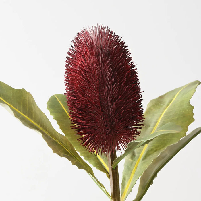 Banksia Robur 70cm Burgundy Red - Pack of 6