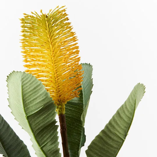 Banksia Robur Stem 74cm Yellow Pack of 12