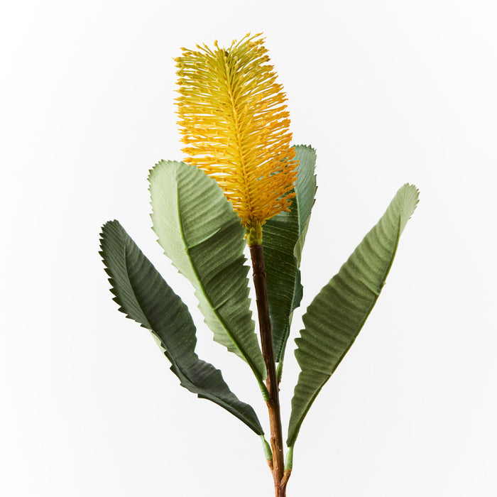 Banksia Robur Stem 74cm Yellow Pack of 12