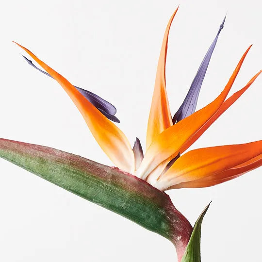 Bird of Paradise Orange 96cm Pack of 12