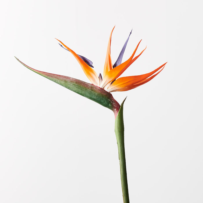 Bird of Paradise Orange 96cm Pack of 12