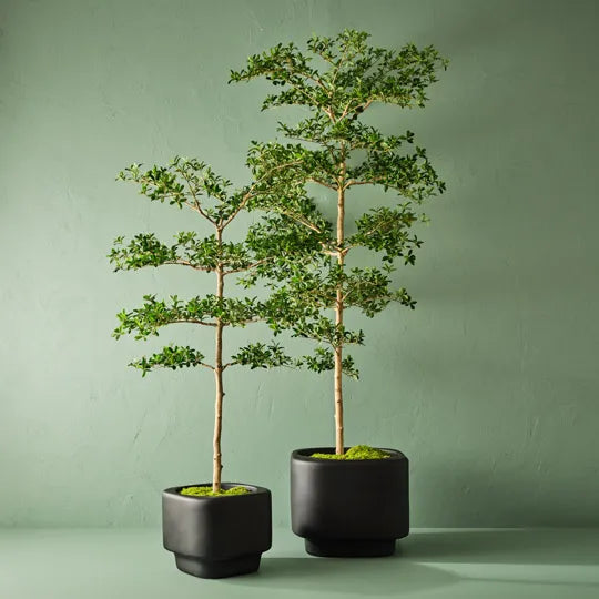 Black Olive Tree 183cm Green