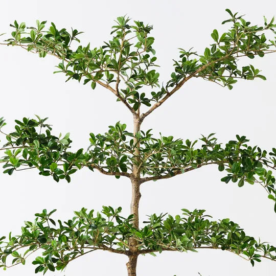 Black Olive Tree 183cm Green