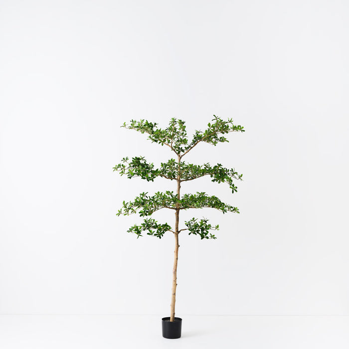 Black Olive Tree 183cm Green