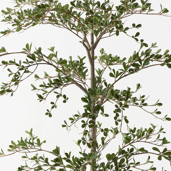 Black Olive Tree Green 180cm