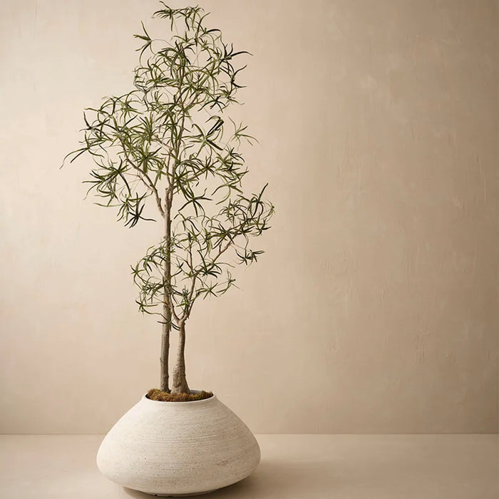 Bottle Tree 165cm Green