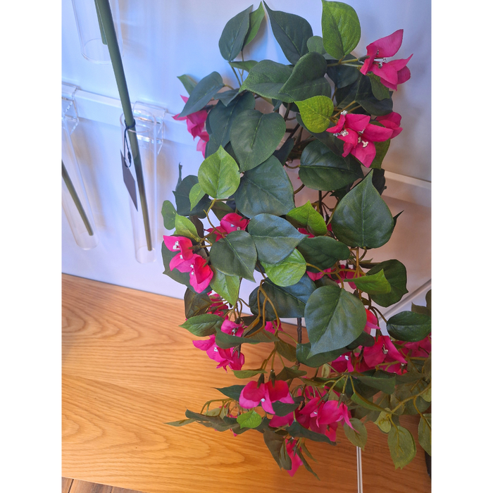 Bougainvillea Hanging Bush Fuschia Pink 70cm Pack of 6