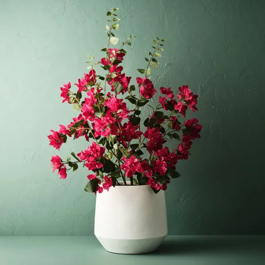 Bougainvillea Plant Fuschia 99cm