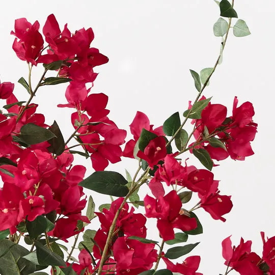 Bougainvillea Plant Fuschia 99cm