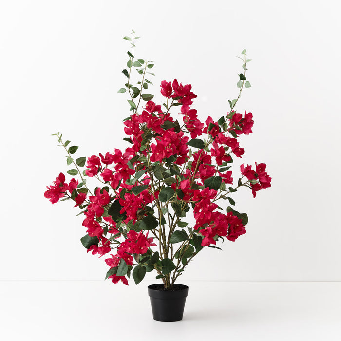 Bougainvillea Plant Fuschia 99cm