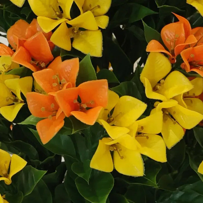Bougainvillea Tree Yellow and Orange UV Resistant 120cm