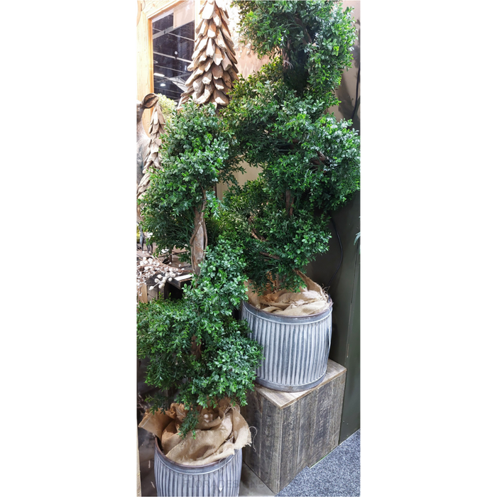 Boxwood Spiral Topiary Tree Budget 140cm