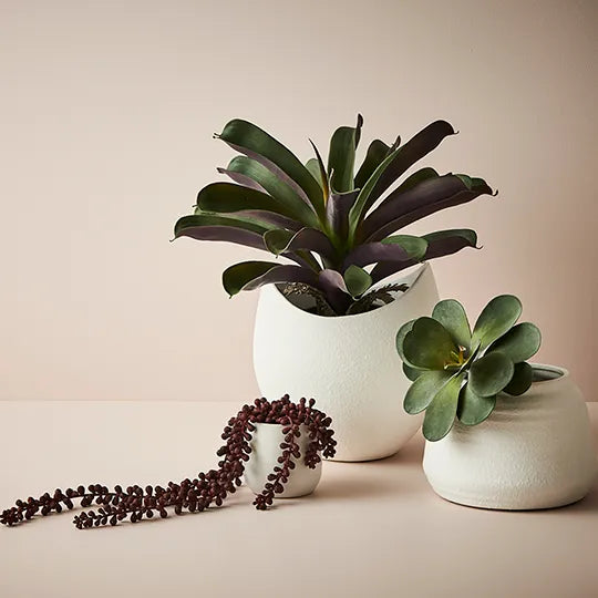 Bromeliad Plant in Pot Green Purple 37cm Pack of 4