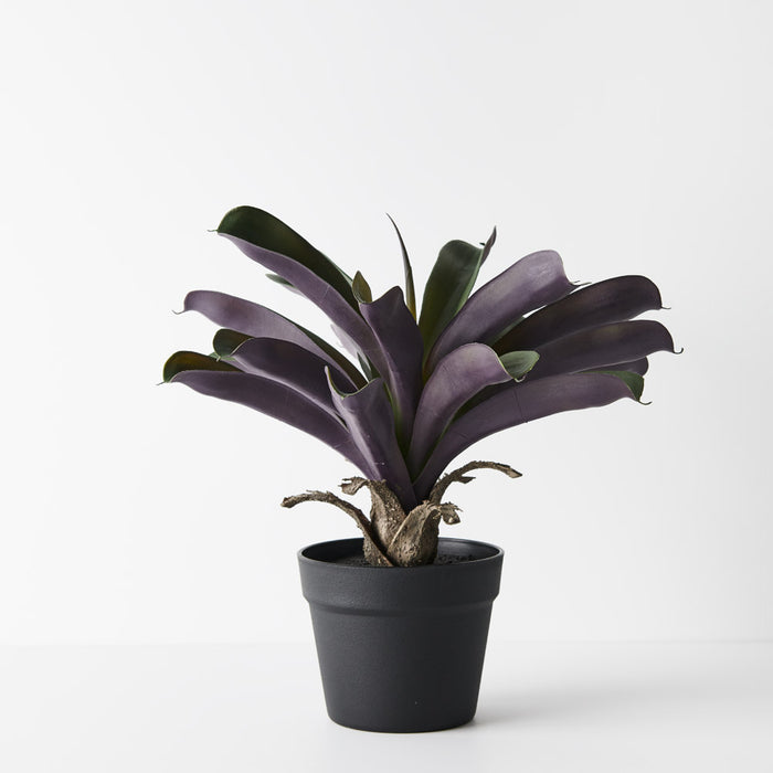 Bromeliad Plant in Pot Green Purple 37cm Pack of 4