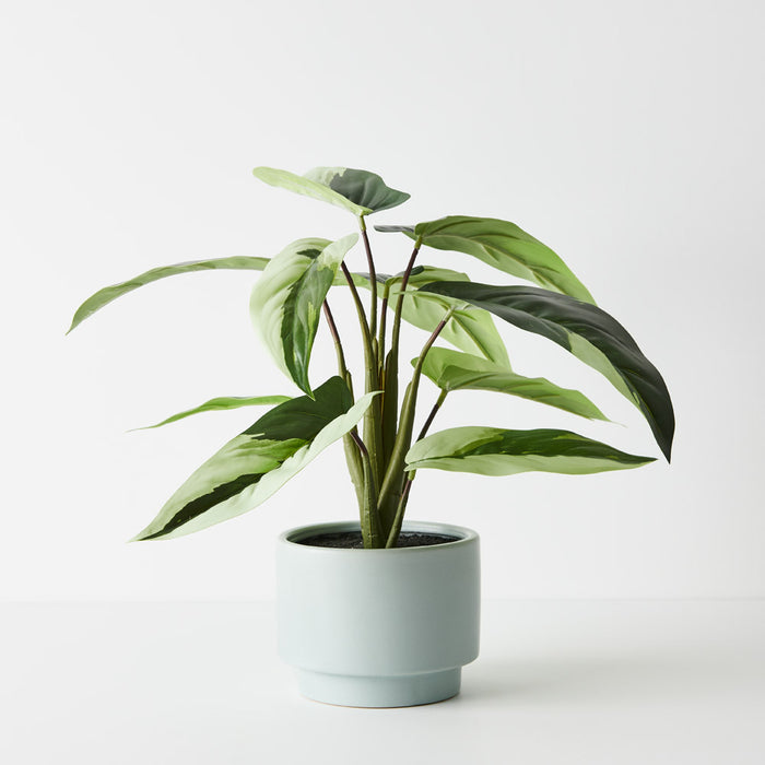 Caladium Plant in Pot Green White 38cm Pack of 4