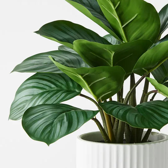 Calathea Plant in Pot Green 38cm Pack of 4