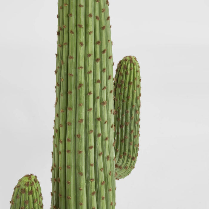 Cereus Cactus Plant 147cm Green