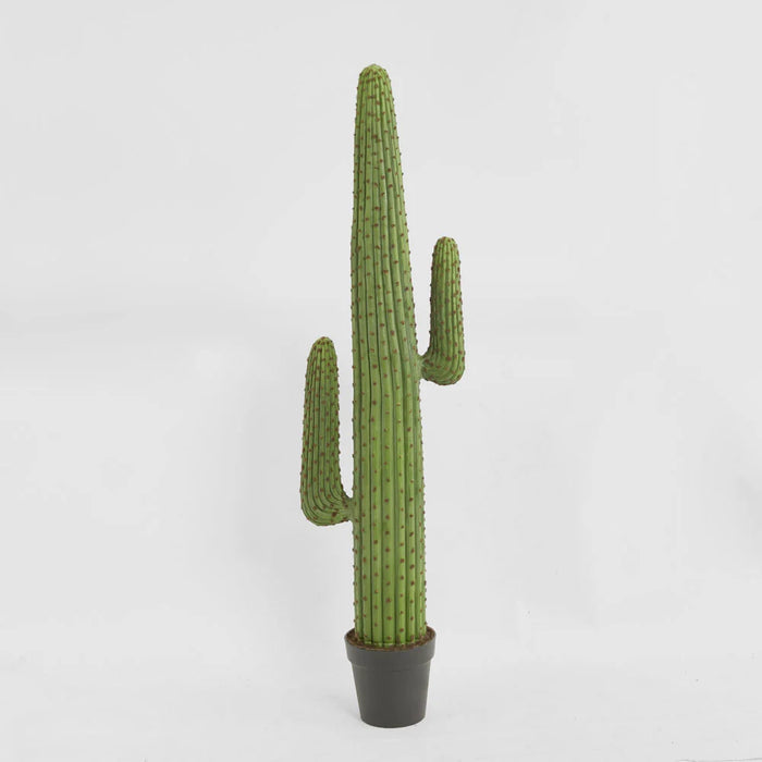 Cereus Cactus Plant 147cm Green
