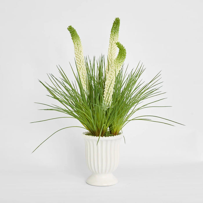 Cream Foxtail Arrangement 80cm in White Pot