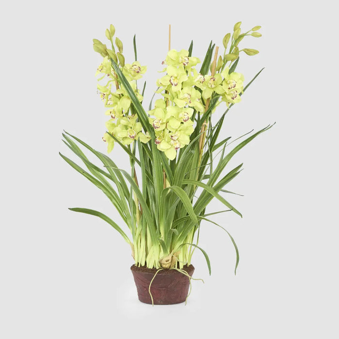 Cymbidium Giant Paper Pot 110cm Light Green