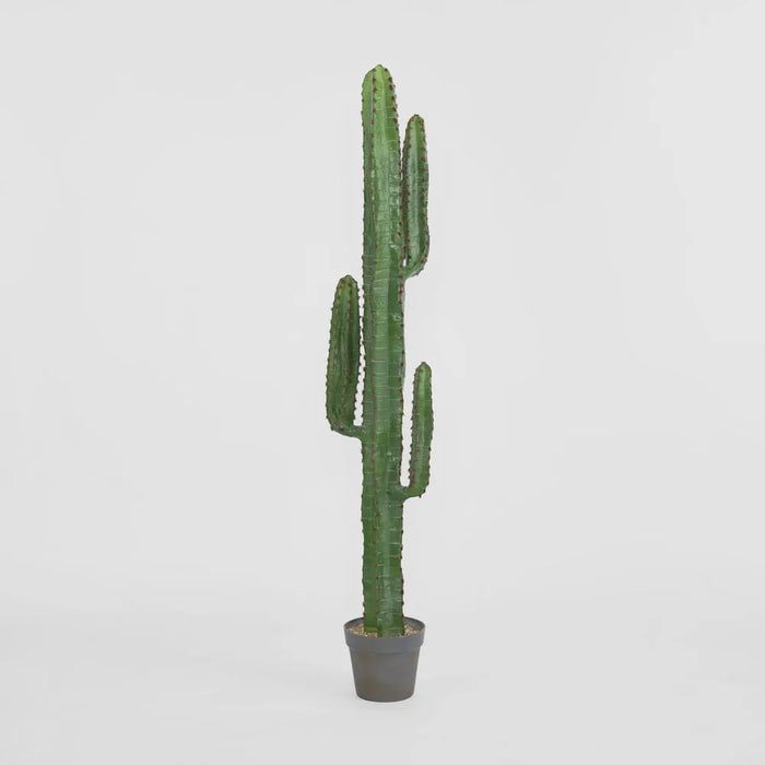 Desert Cactus 156cm
