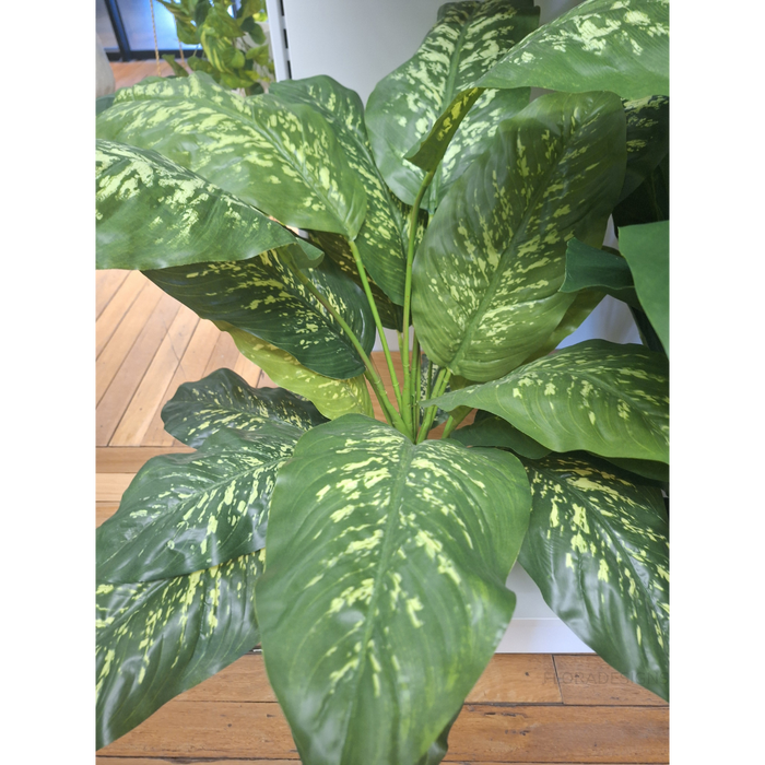 Dieffenbachia Plant Green Yellow 111cm Pack of 2