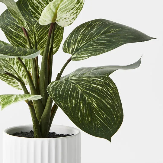 Dieffenbachia Plant in Pot Green 33cm Pack of 4