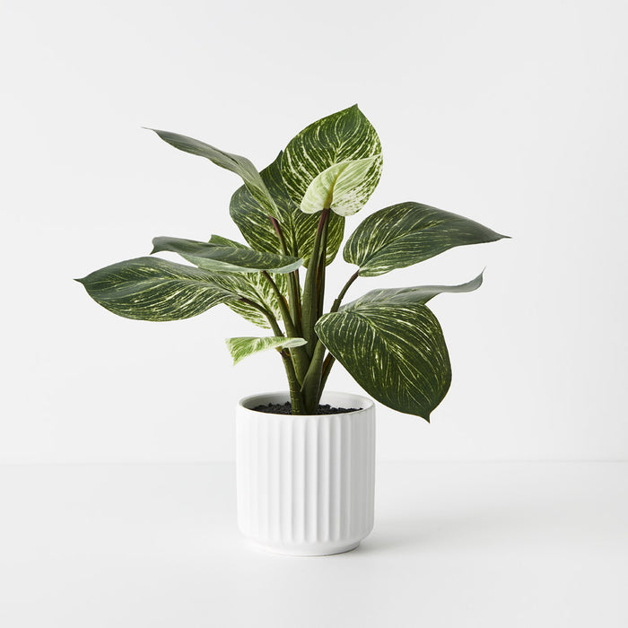 Dieffenbachia Plant in Pot Green 33cm Pack of 4