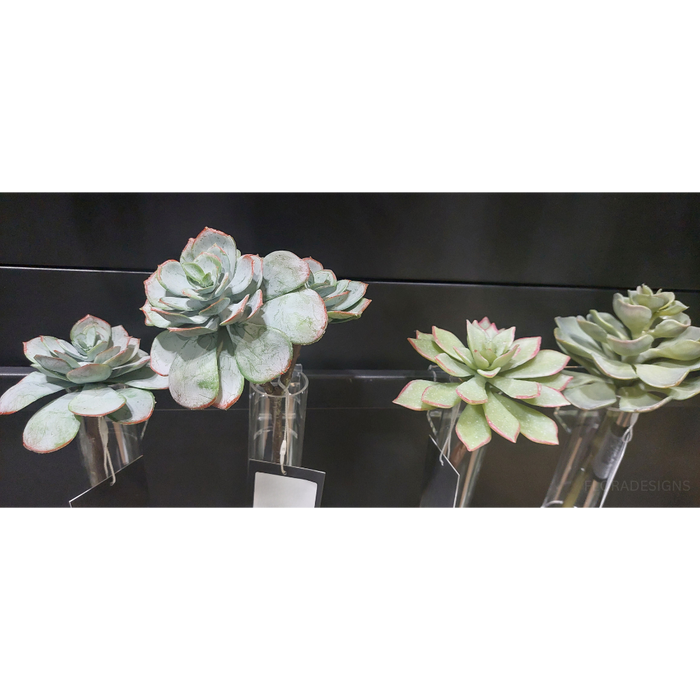 Echeveria Grey Green 25cm Set of 12