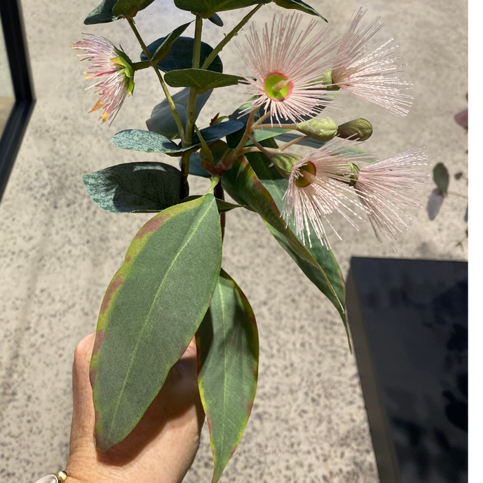 Eucalyptus Flowering Pink 53cm - Pack of 12