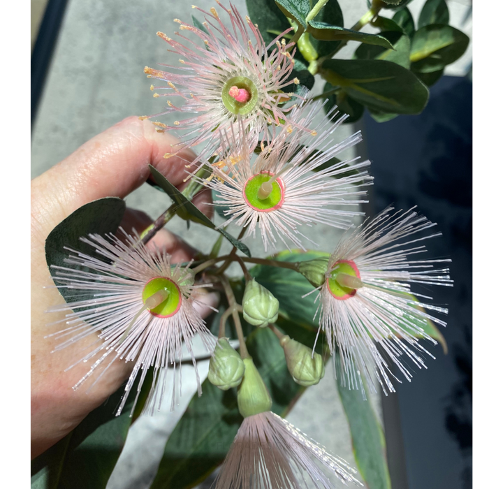 Eucalyptus Flowering Pink 53cm - Pack of 12