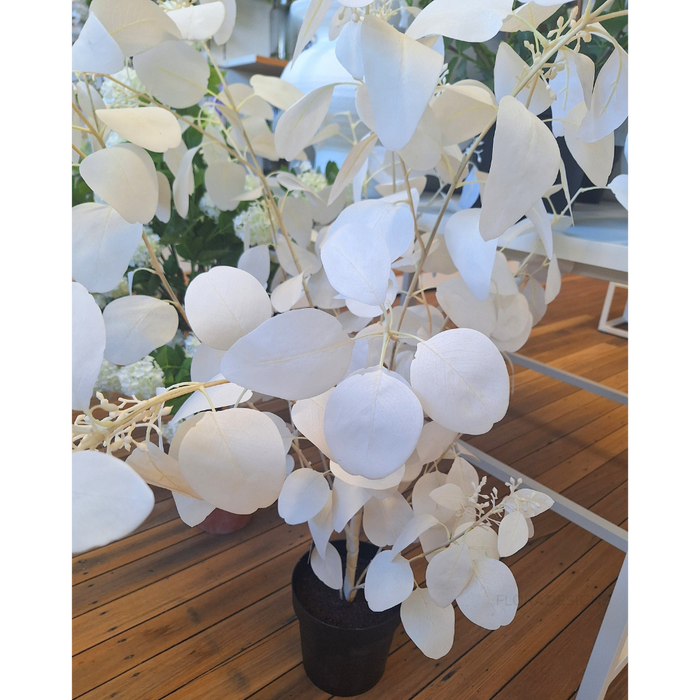 Eucalyptus Seed Plant Ivory 128cm