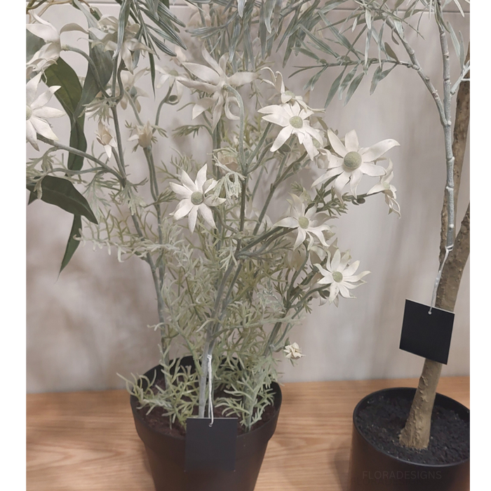 Flannel Flower Plant Cream Green 70cm Pack of 2