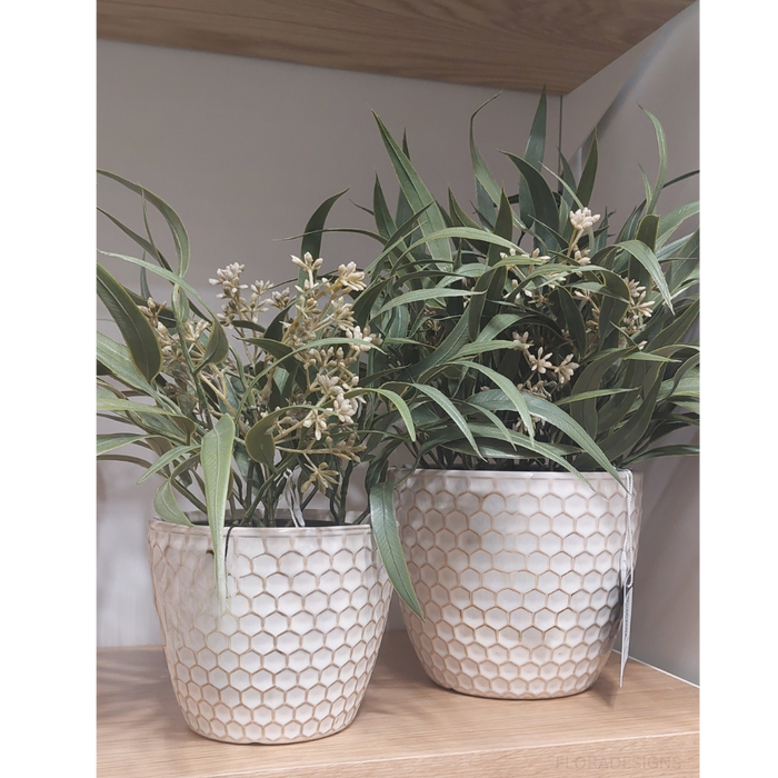 Eucalyptus Seed Bush in Pot Grey Green 33cm Pack of 6