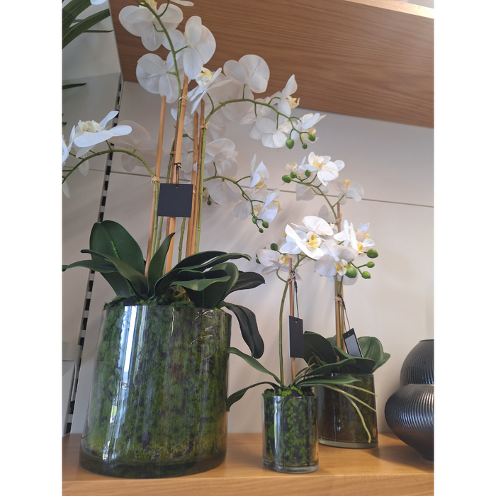 Orchid Phalaenopsis in Vase 35cm Set of 6