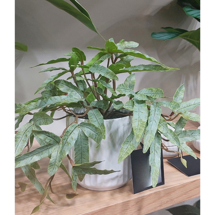 Fern Kangaroo Plant in Pot Green 21cm Pack of 4
