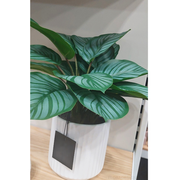Calathea Plant in Pot Green 38cm Pack of 4