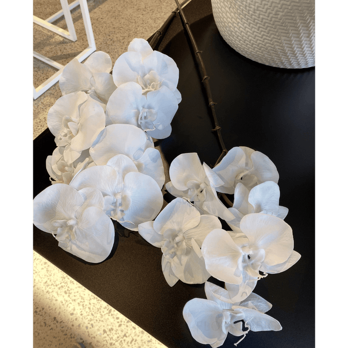 Orchid Phalaenopsis Infused Stem 96cm Winter White Pack of 12
