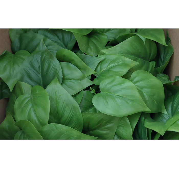 Philodendron Hanging Bush in Pot Green 30cm Pack of 4 - Clearance price