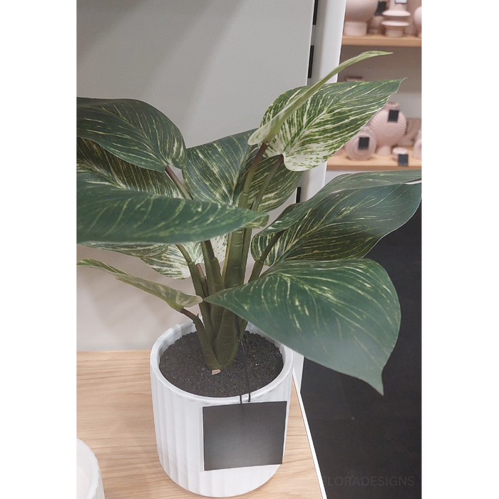 Dieffenbachia Plant in Pot Green 33cm Pack of 4