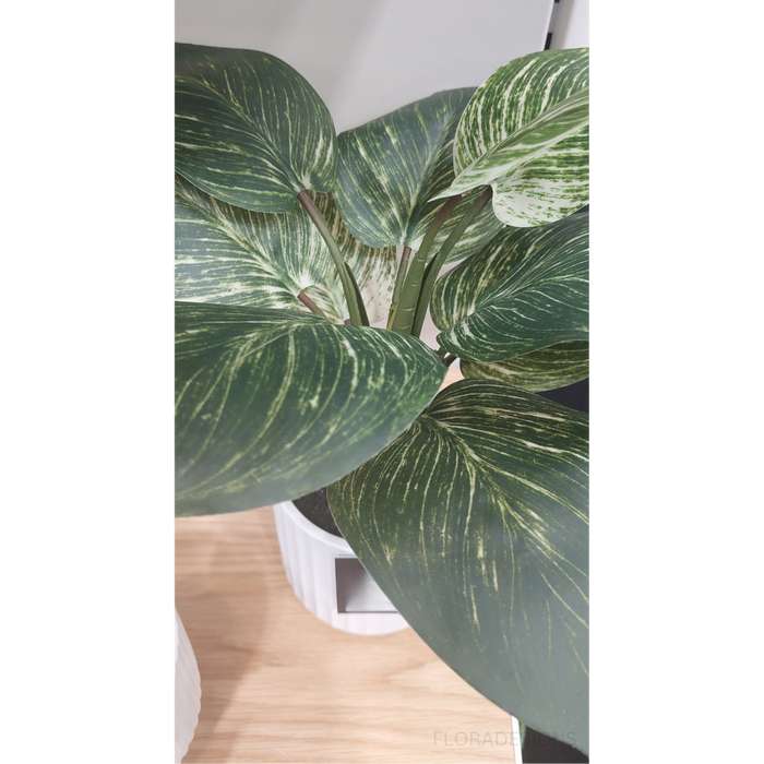 Dieffenbachia Plant in Pot Green 33cm Pack of 4